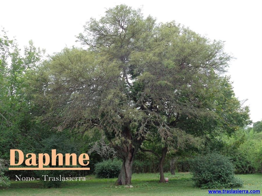 Daphne | Daphne Casa de Campo - Las Calles - Traslasierra
