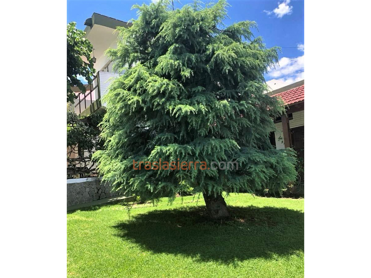 Cedro Azul | Pequeño Cedro Azul Hostería - Mina Clavero - Traslasierra Cedro Azul | Pequeño Cedro Azul Hostería - Mina Clavero - Traslasierra