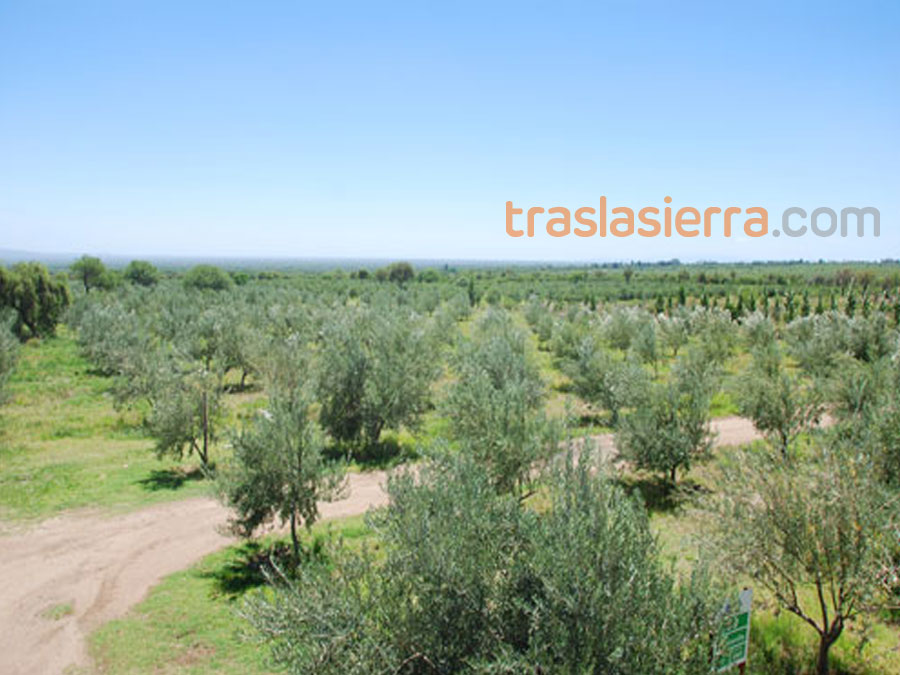 Campo de olivos | Sierra Pura Corralito - Traslasierra