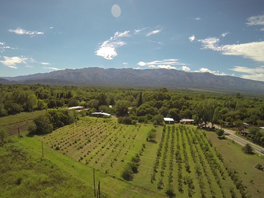 Forestación del loteo | Barrio Laurel - Alto de Villa de las Rosas - Traslasierra